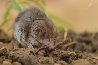 Belozubka seda - Crocidura suaveolens - Lesser Shrew 3873